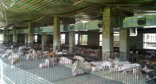 養(yǎng)殖場定點(diǎn)送風(fēng)降溫